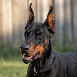 Joey's dog Tyson, whose loss became part of his turning point